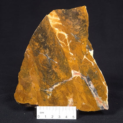 PILBARIA PERPLEXA STROMATOLITE, Australia ZPP005
