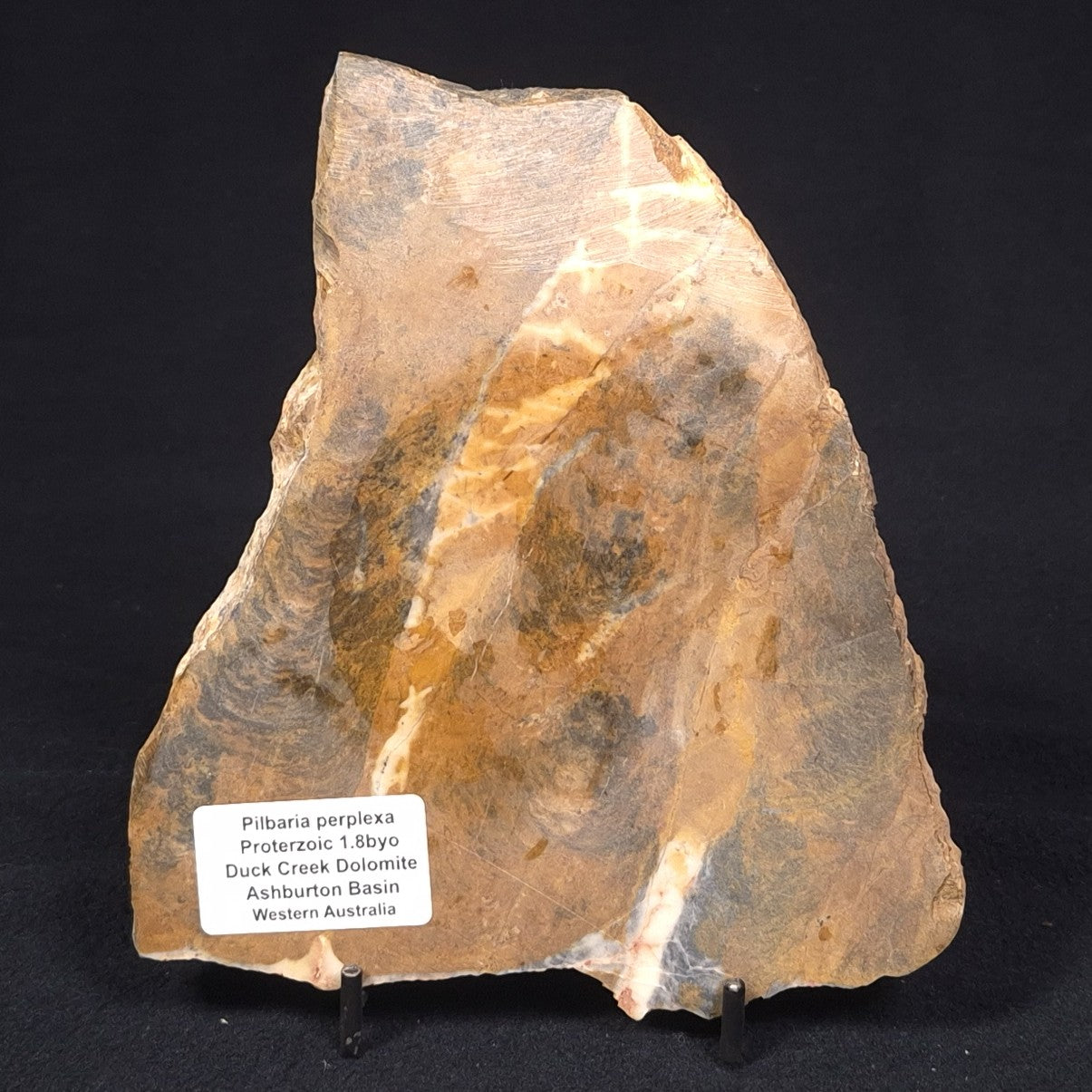 PILBARIA PERPLEXA STROMATOLITE, Australia ZPP005