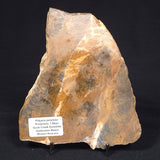 PILBARIA PERPLEXA STROMATOLITE, Australia ZPP005