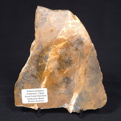 PILBARIA PERPLEXA STROMATOLITE, Australia ZPP005