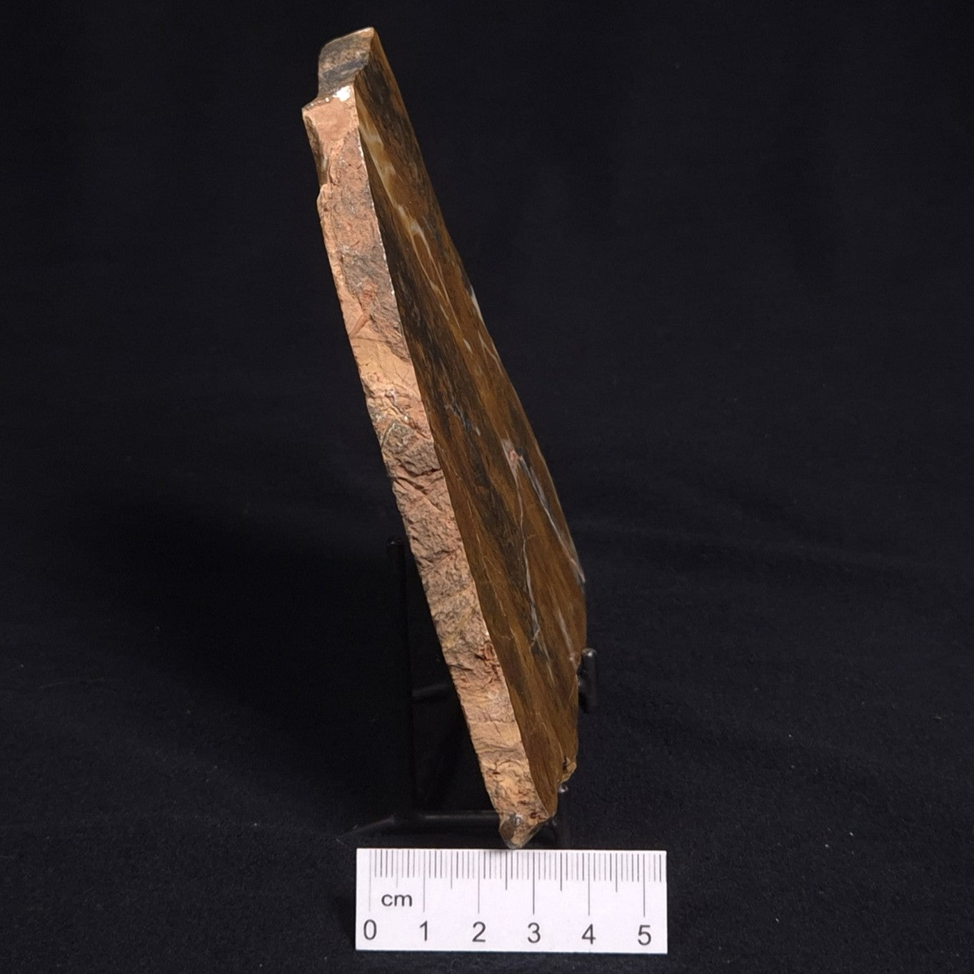 PILBARIA PERPLEXA STROMATOLITE, Australia ZPP005