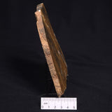 PILBARIA PERPLEXA STROMATOLITE, Australia ZPP005