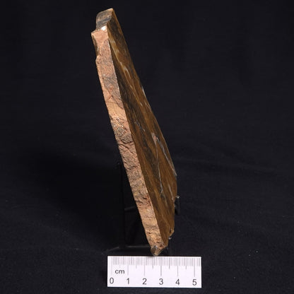 PILBARIA PERPLEXA STROMATOLITE, Australia ZPP005
