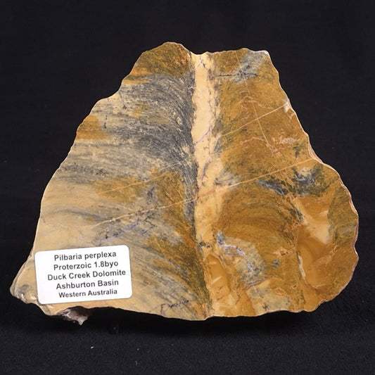PILBARIA PERPLEXA STROMATOLITE, Australia ZPP006