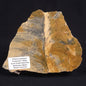 PILBARIA PERPLEXA STROMATOLITE, Australia ZPP006