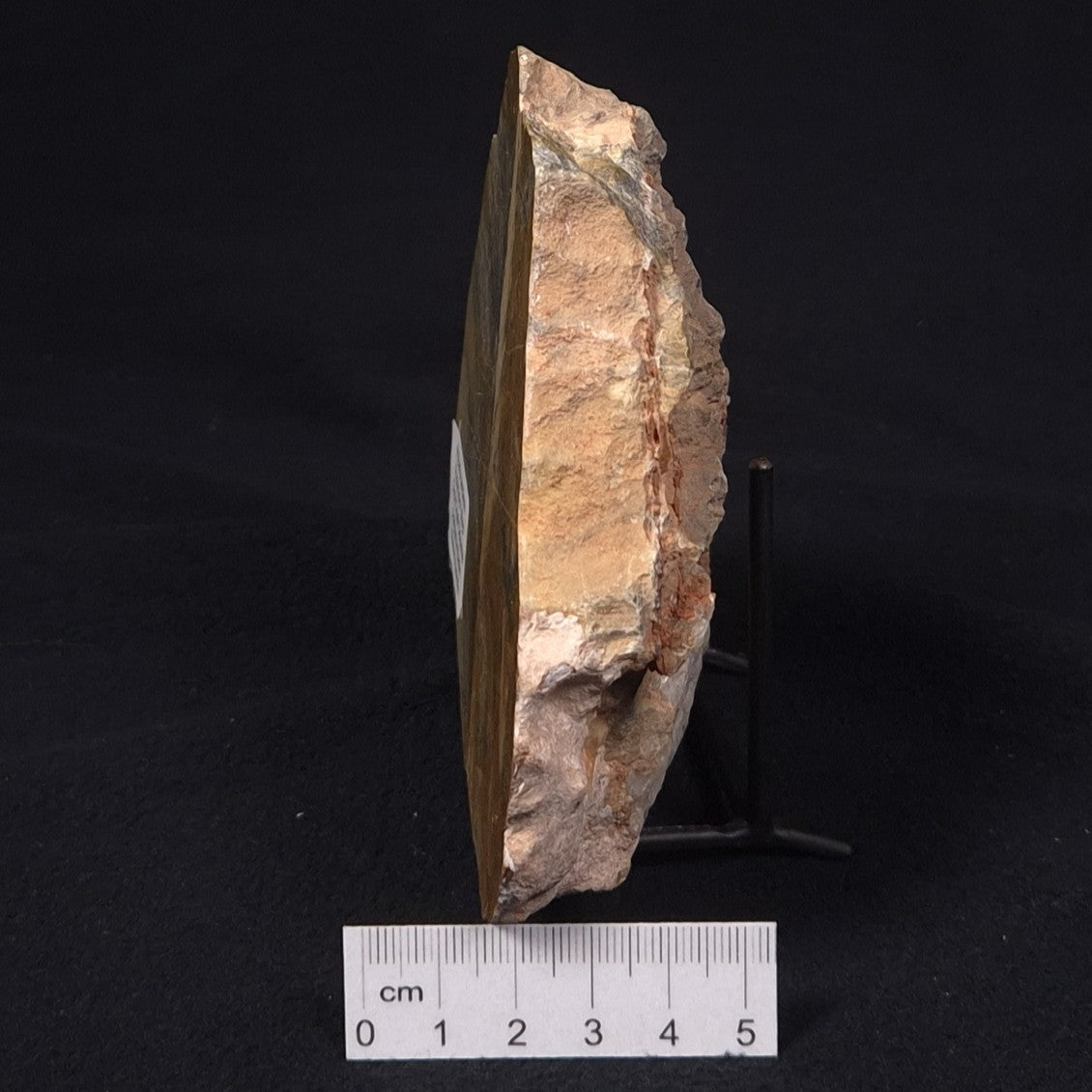 PILBARIA PERPLEXA STROMATOLITE, Australia ZPP006