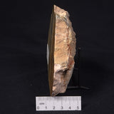 PILBARIA PERPLEXA STROMATOLITE, Australia ZPP006
