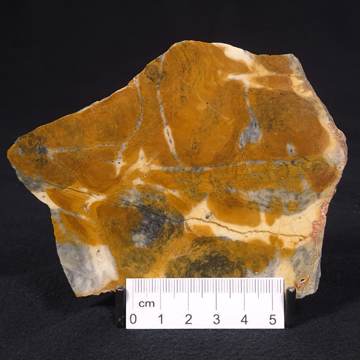 PILBARIA PERPLEXA STROMATOLITE, Australia ZPP007
