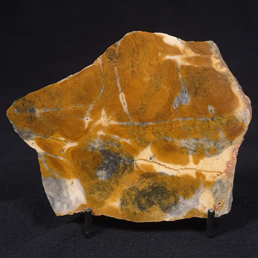 PILBARIA PERPLEXA STROMATOLITE, Australia ZPP007
