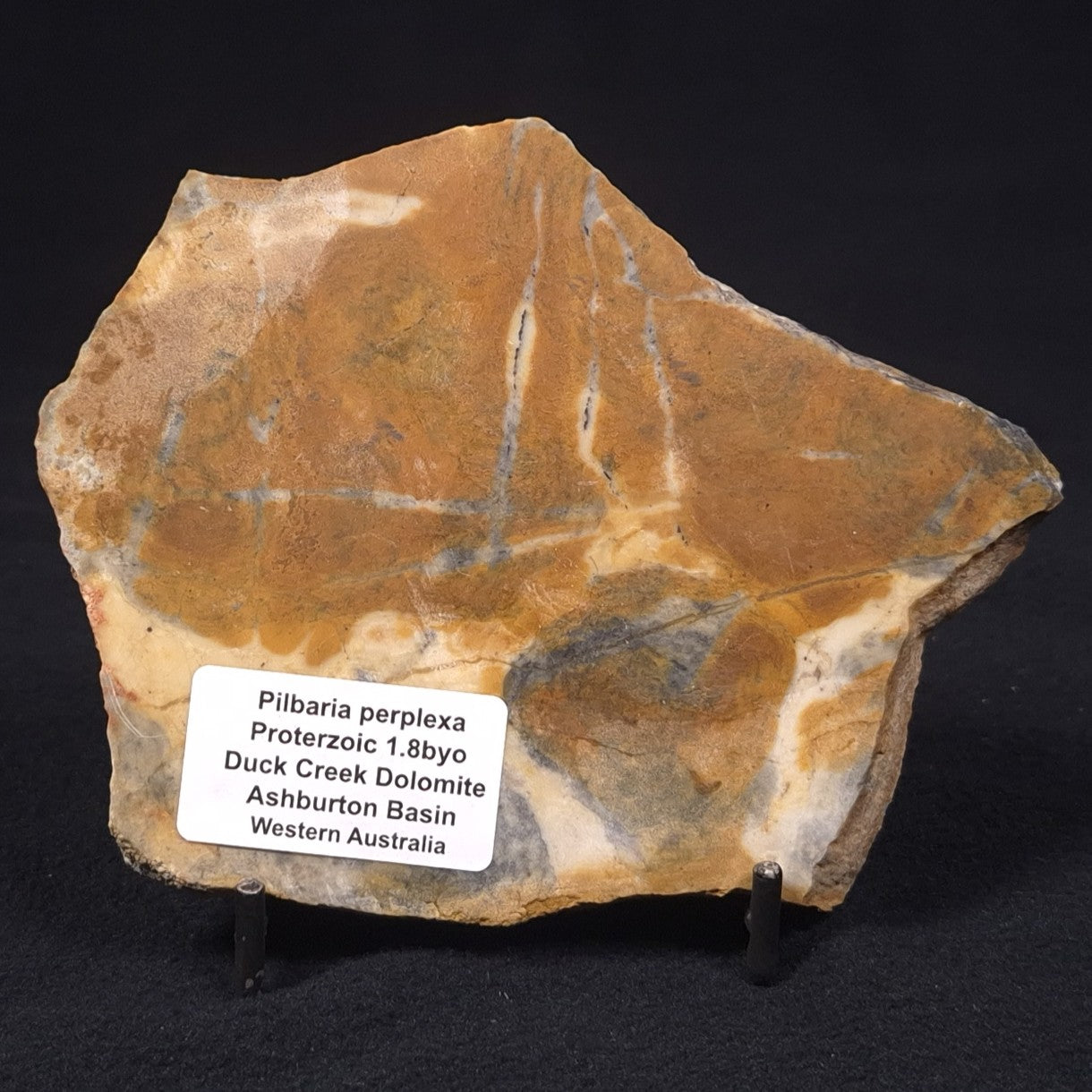 PILBARIA PERPLEXA STROMATOLITE, Australia ZPP007