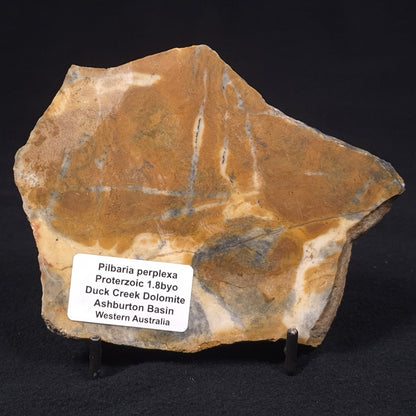 PILBARIA PERPLEXA STROMATOLITE, Australia ZPP007