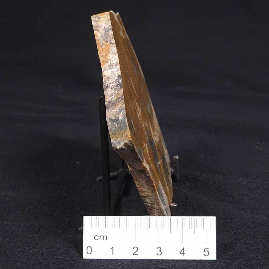 PILBARIA PERPLEXA STROMATOLITE, Australia ZPP007