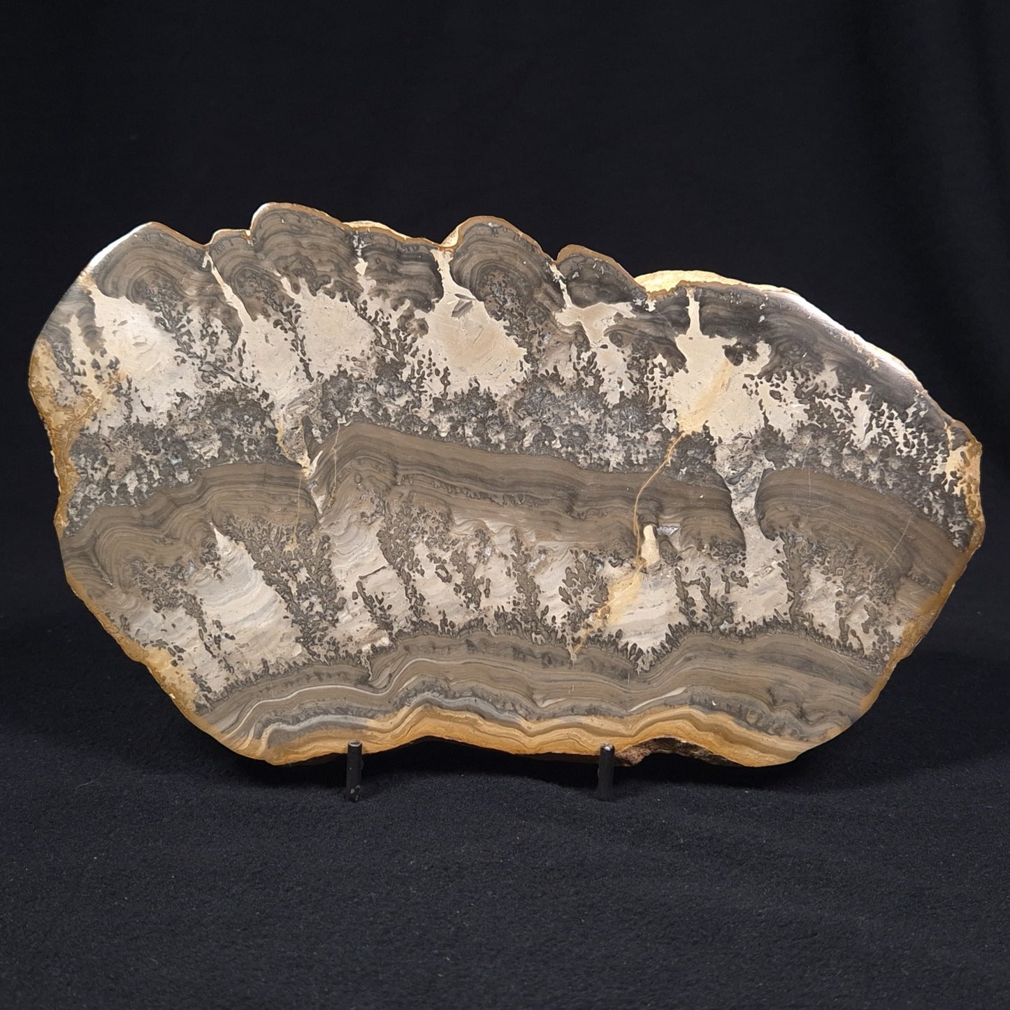 COTHAM MARBLE STROMATOLITE, England ZCM001