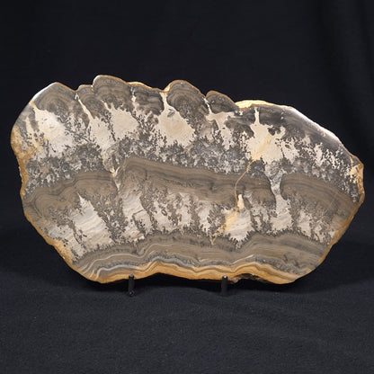 COTHAM MARBLE STROMATOLITE, England ZCM001