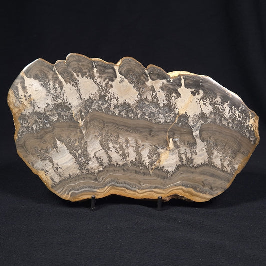 COTHAM MARBLE STROMATOLITE, England ZCM001