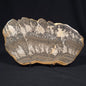 COTHAM MARBLE STROMATOLITE, England ZCM001