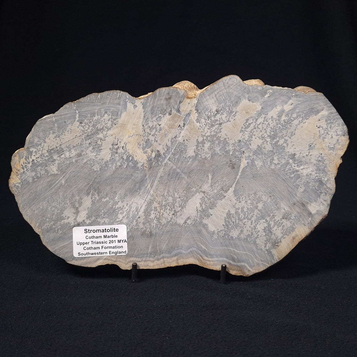 COTHAM MARBLE STROMATOLITE, England ZCM001