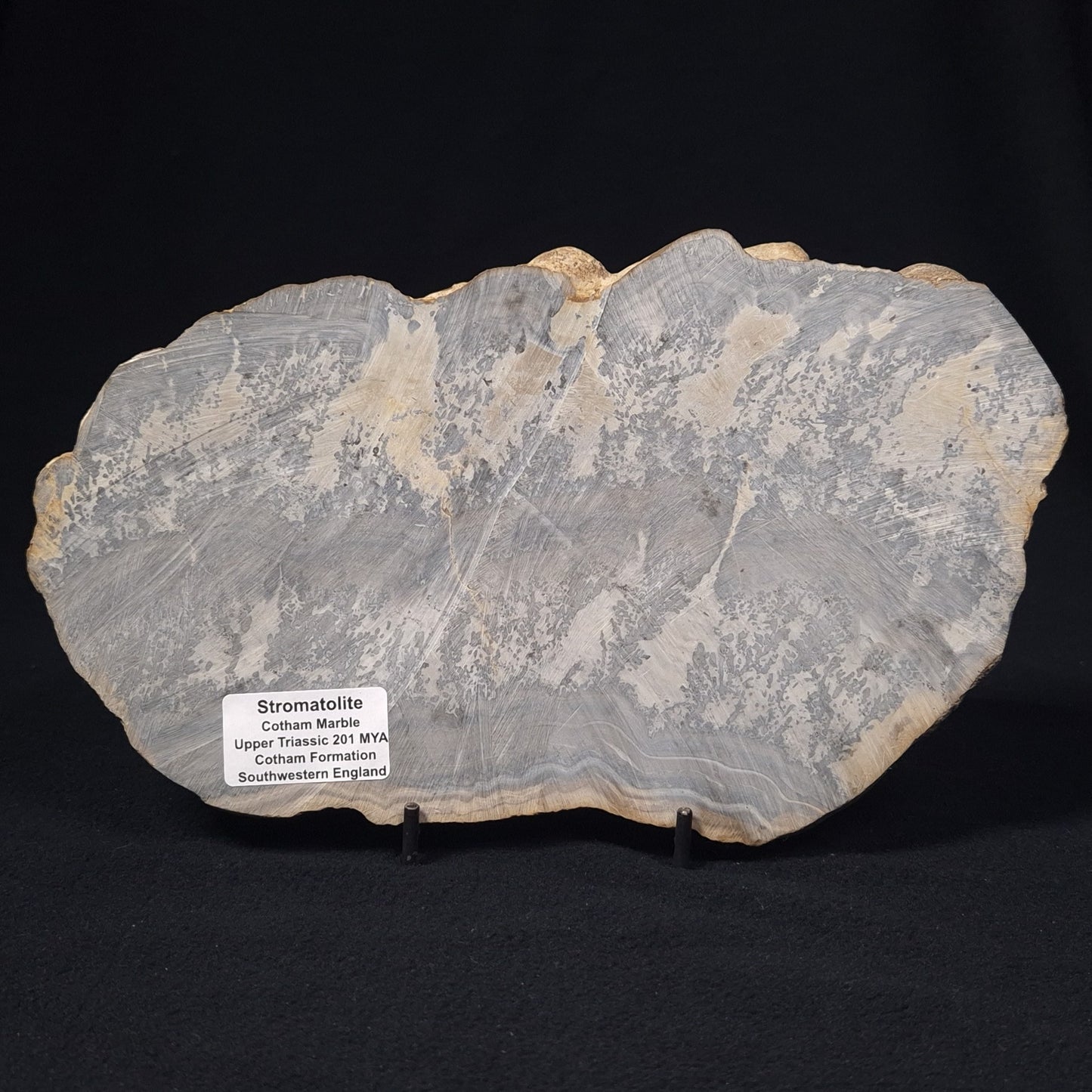 COTHAM MARBLE STROMATOLITE, England ZCM001