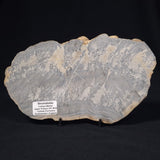 COTHAM MARBLE STROMATOLITE, England ZCM001