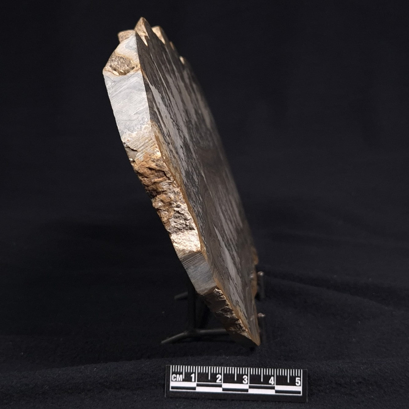 COTHAM MARBLE STROMATOLITE, England ZCM001