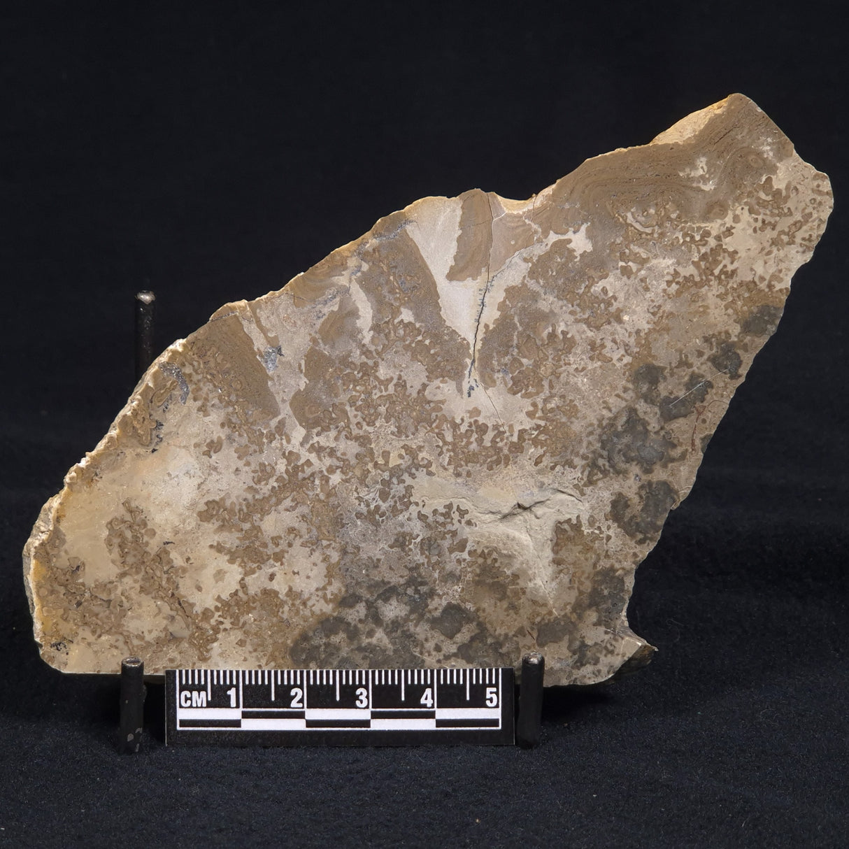 COTHAM MARBLE STROMATOLITE, England ZCM002