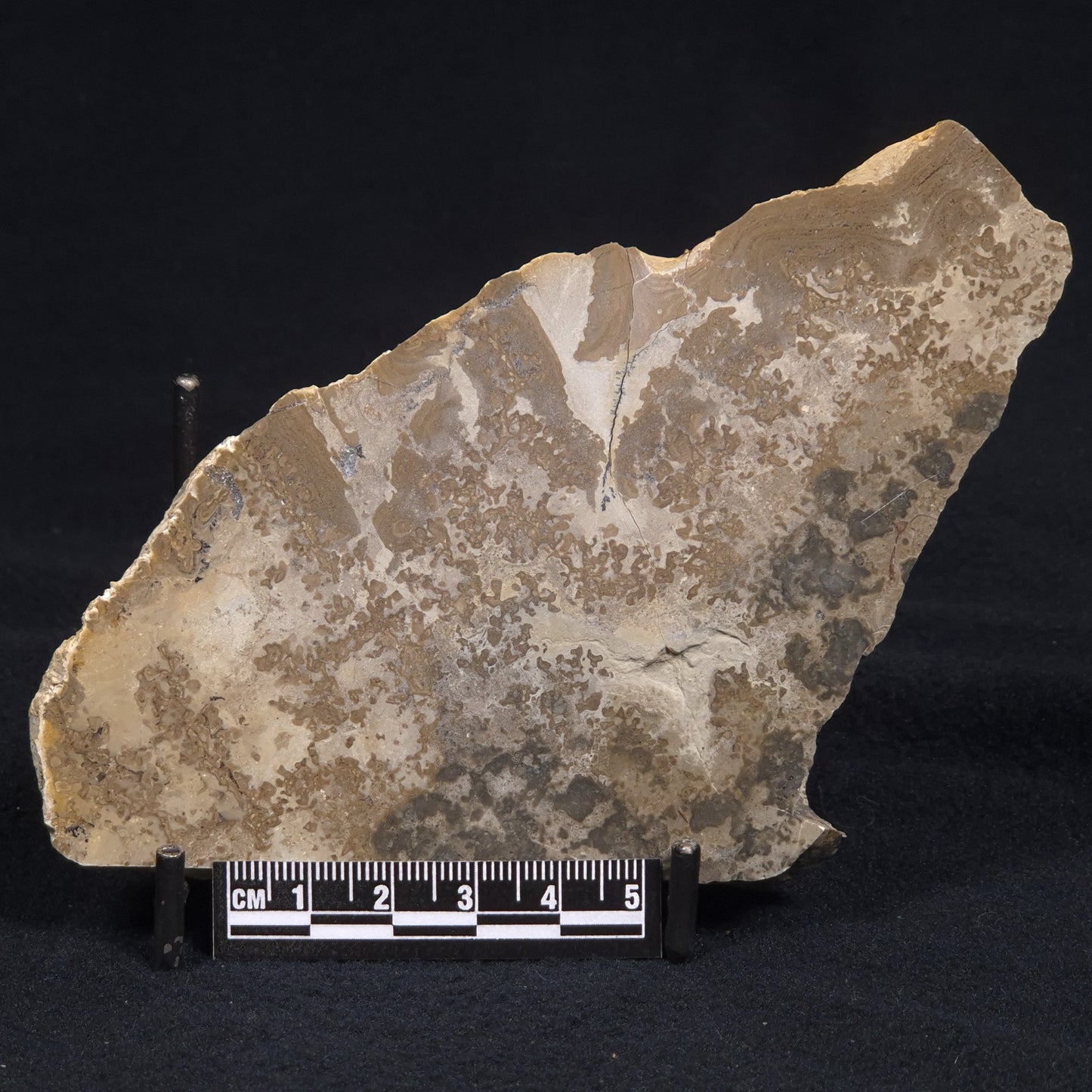 COTHAM MARBLE STROMATOLITE, England ZCM002