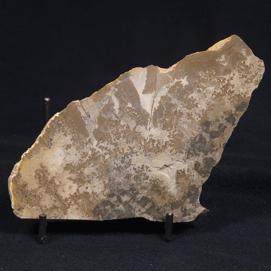 COTHAM MARBLE STROMATOLITE, England ZCM002