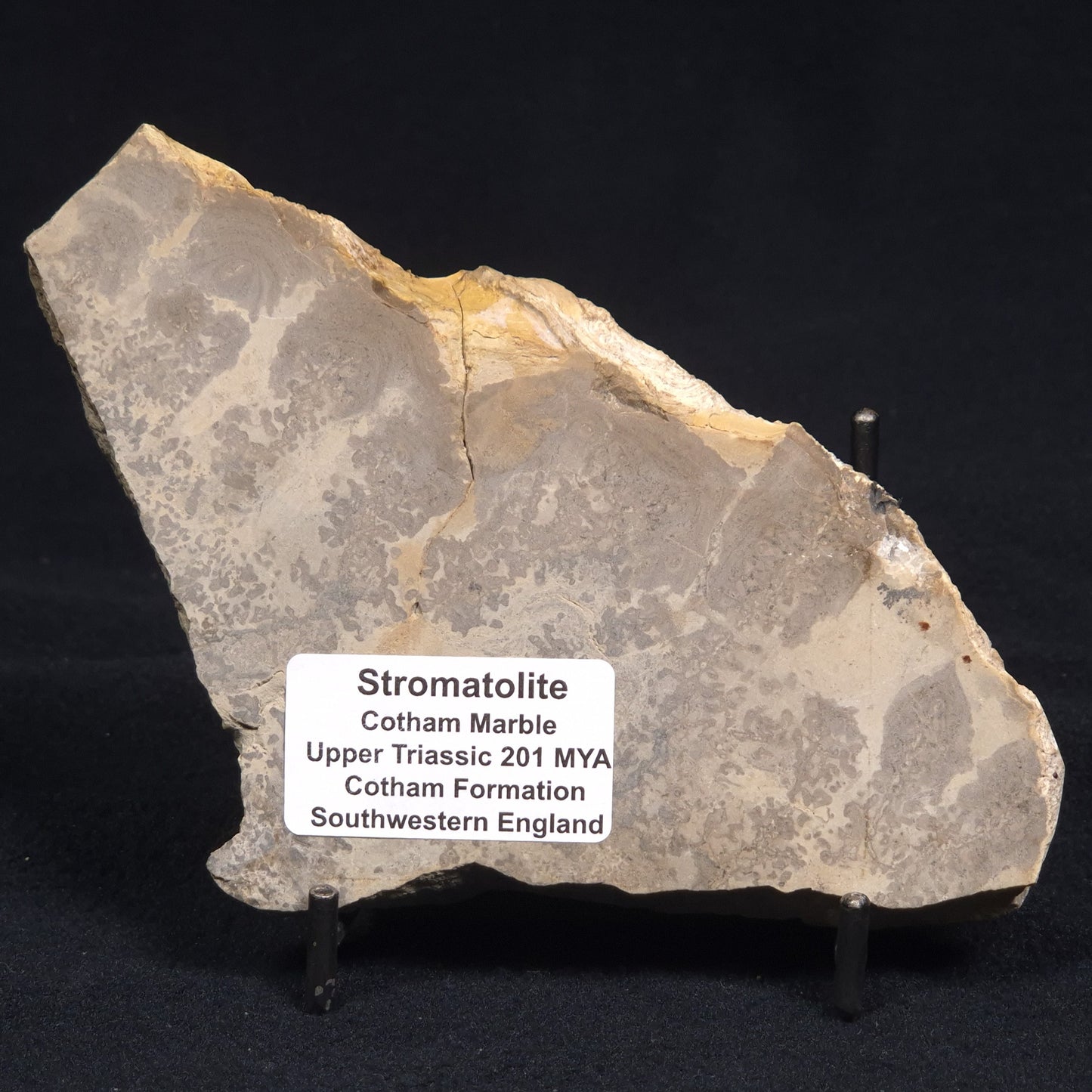 COTHAM MARBLE STROMATOLITE, England ZCM002