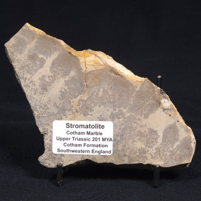 COTHAM MARBLE STROMATOLITE, England ZCM002
