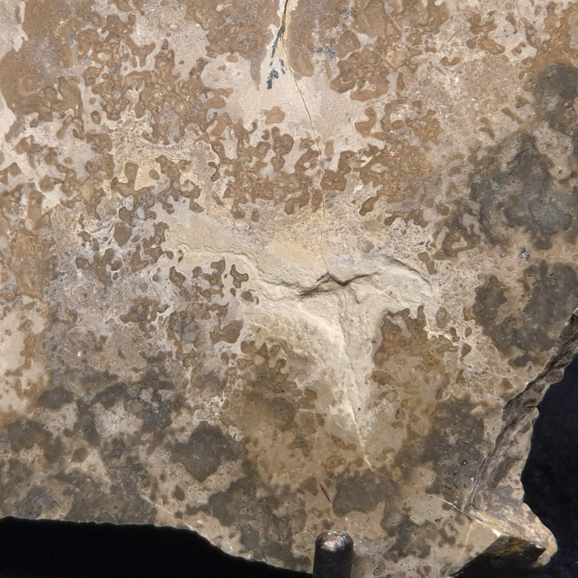 COTHAM MARBLE STROMATOLITE, England ZCM002