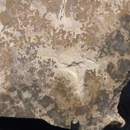 COTHAM MARBLE STROMATOLITE, England ZCM002