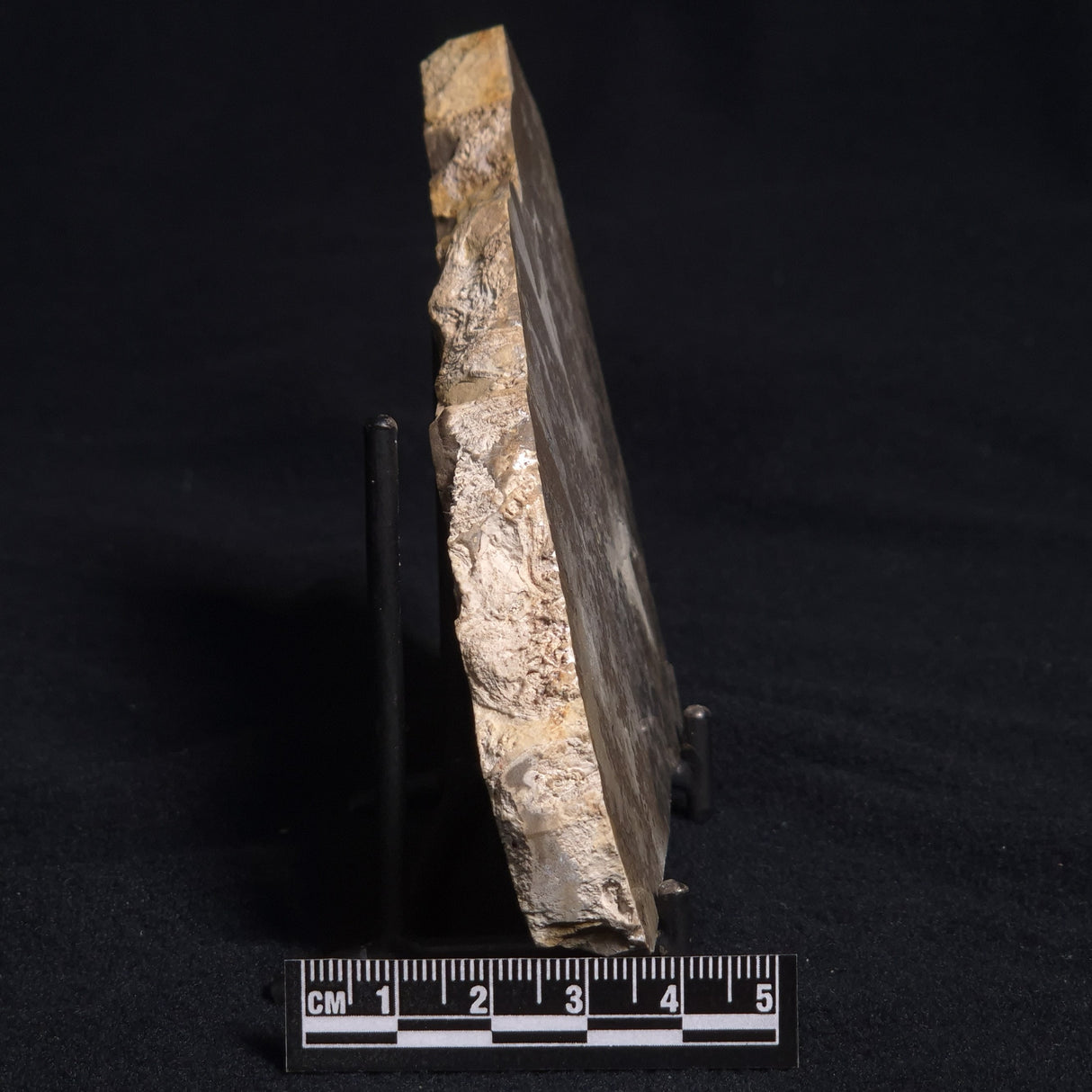 COTHAM MARBLE STROMATOLITE, England ZCM002