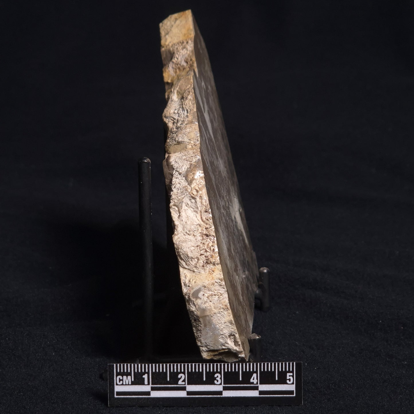COTHAM MARBLE STROMATOLITE, England ZCM002
