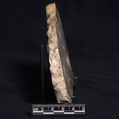 COTHAM MARBLE STROMATOLITE, England ZCM002