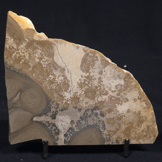 COTHAM MARBLE STROMATOLITE, England ZCM003