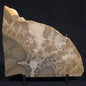 COTHAM MARBLE STROMATOLITE, England ZCM003