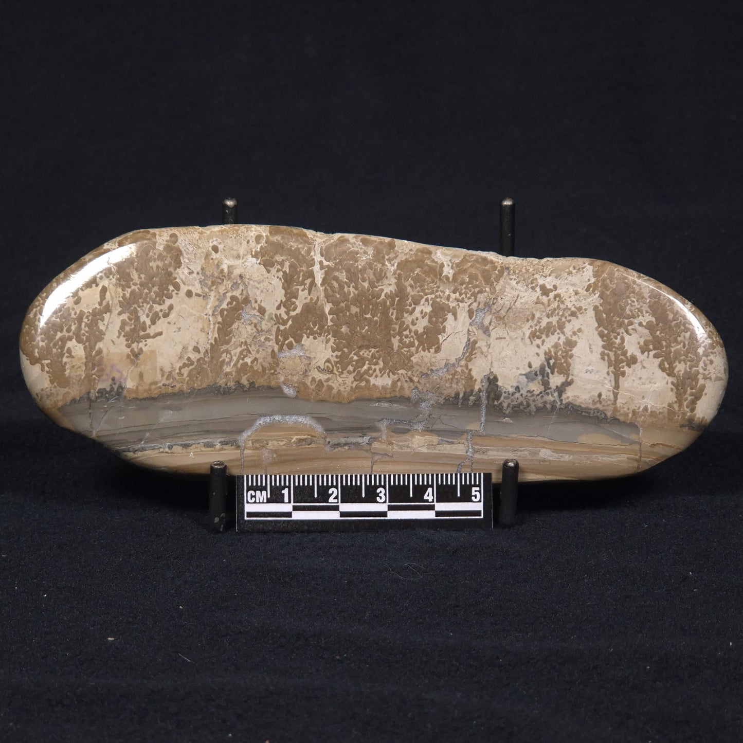 COTHAM MARBLE STROMATOLITE, England ZCM004