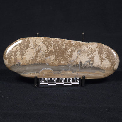 COTHAM MARBLE STROMATOLITE, England ZCM004