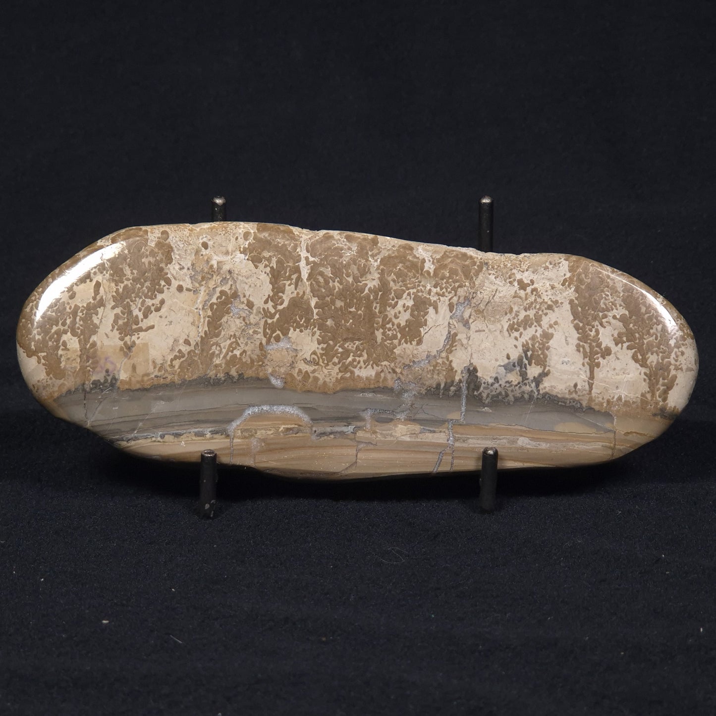 COTHAM MARBLE STROMATOLITE, England ZCM004