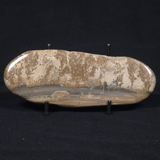 COTHAM MARBLE STROMATOLITE, England ZCM004