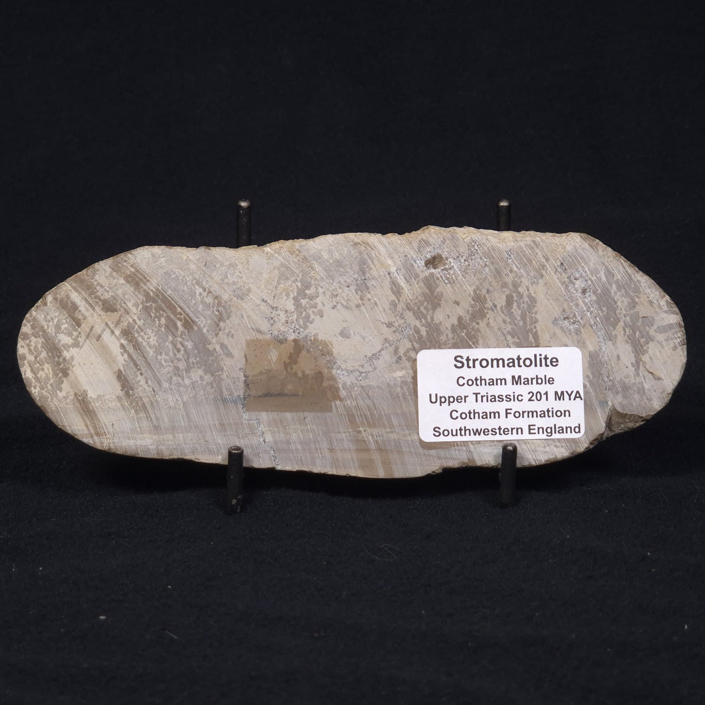COTHAM MARBLE STROMATOLITE, England ZCM004
