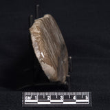 COTHAM MARBLE STROMATOLITE, England ZCM004