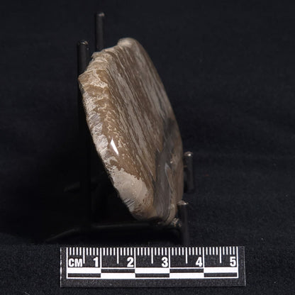 COTHAM MARBLE STROMATOLITE, England ZCM004