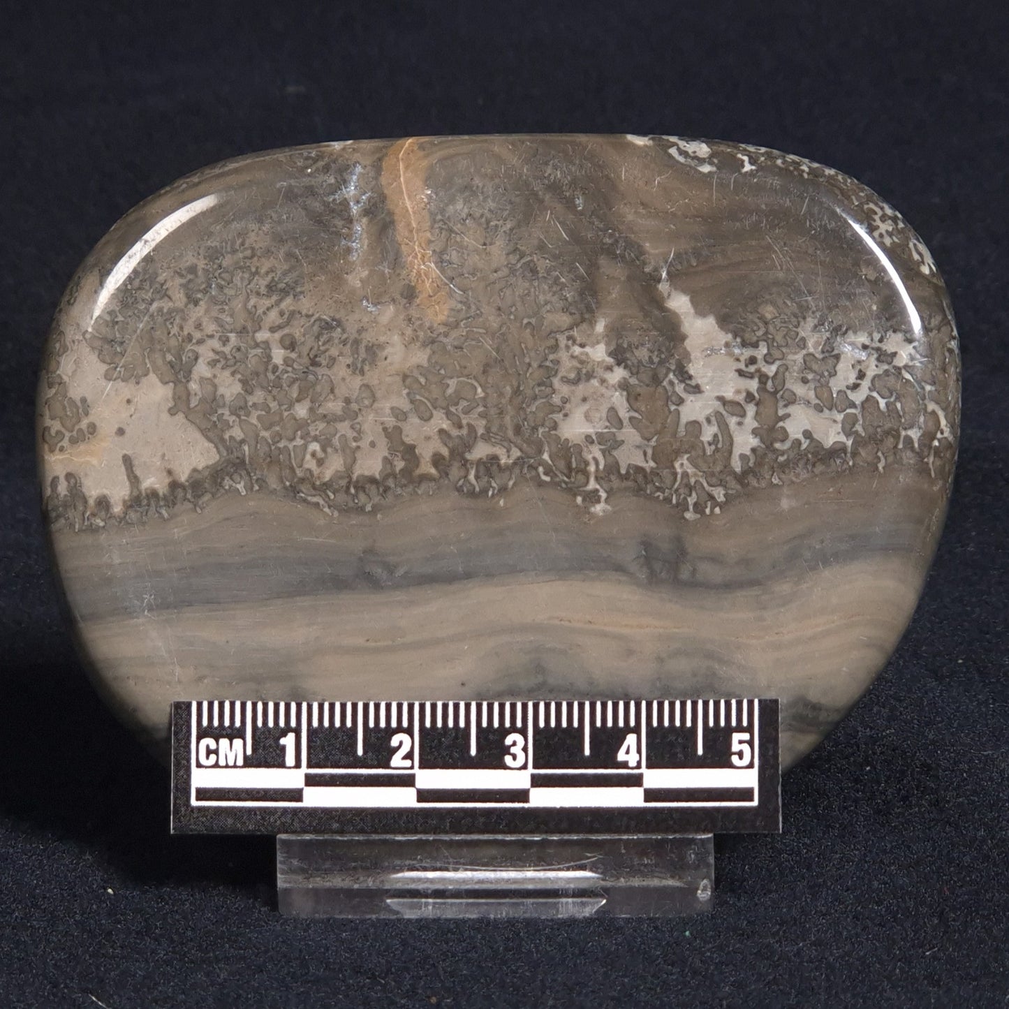 COTHAM MARBLE STROMATOLITE, England ZCM005