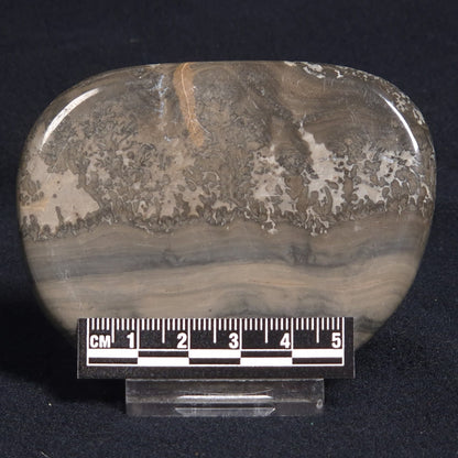 COTHAM MARBLE STROMATOLITE, England ZCM005