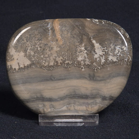 COTHAM MARBLE STROMATOLITE, England ZCM005