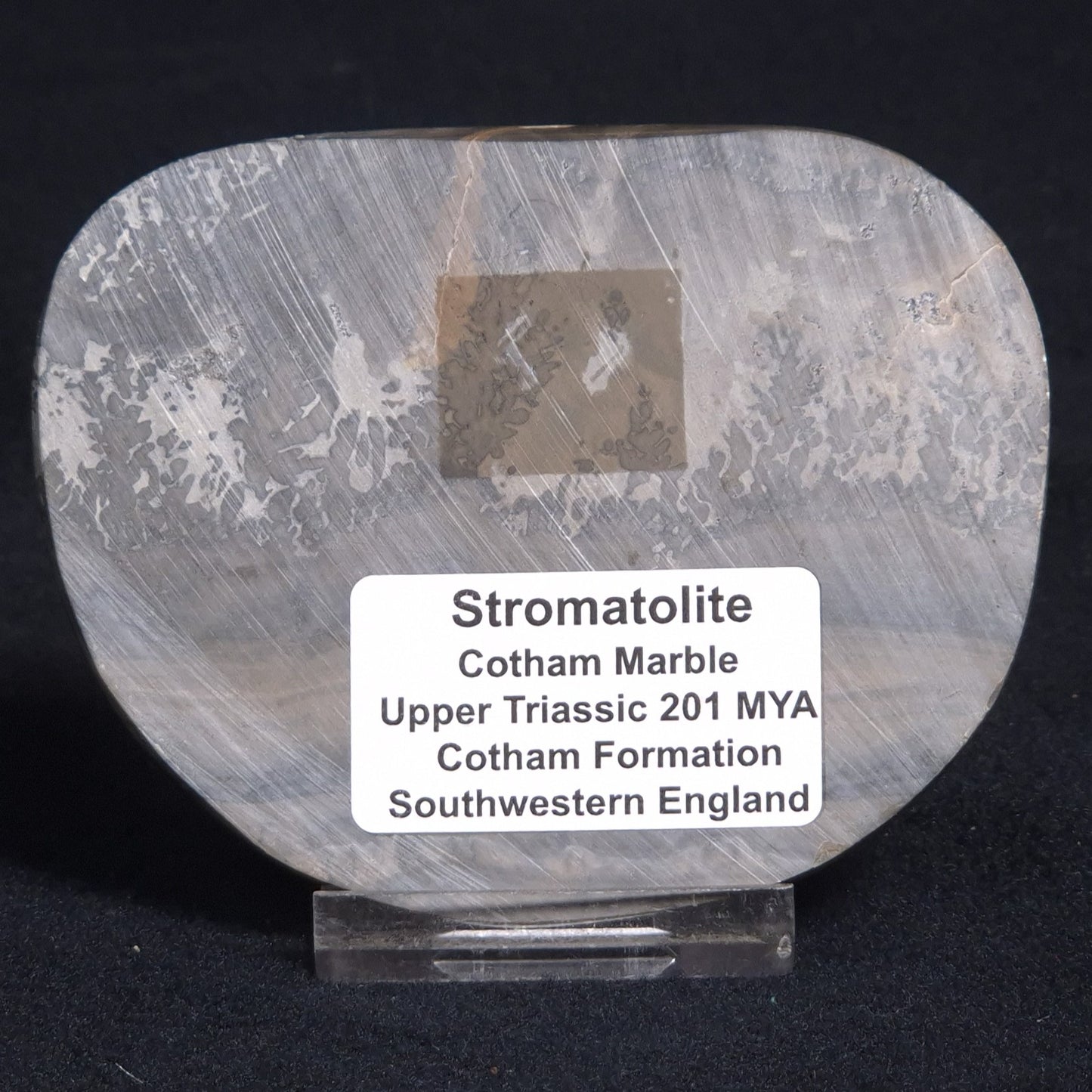 COTHAM MARBLE STROMATOLITE, England ZCM005