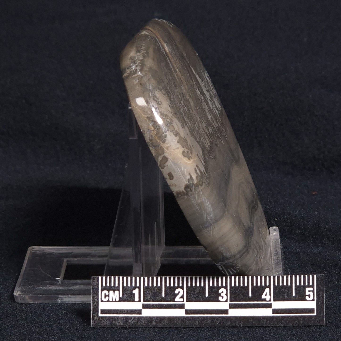 COTHAM MARBLE STROMATOLITE, England ZCM005