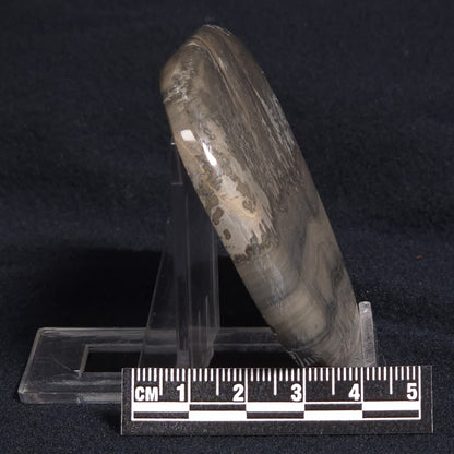 COTHAM MARBLE STROMATOLITE, England ZCM005