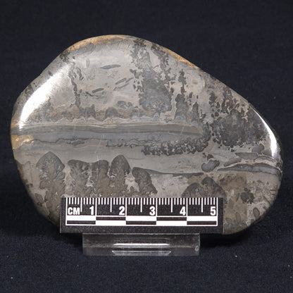 COTHAM MARBLE STROMATOLITE, England ZCM006